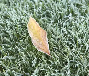 more tips on preparing your lawn for winter