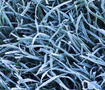 Background of frosty grass blades on a cold fall morning