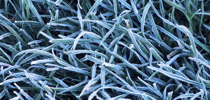 Background of frosty grass blades on a cold fall morning