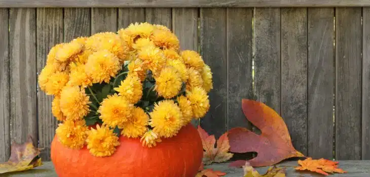 pumpkin planter ideas