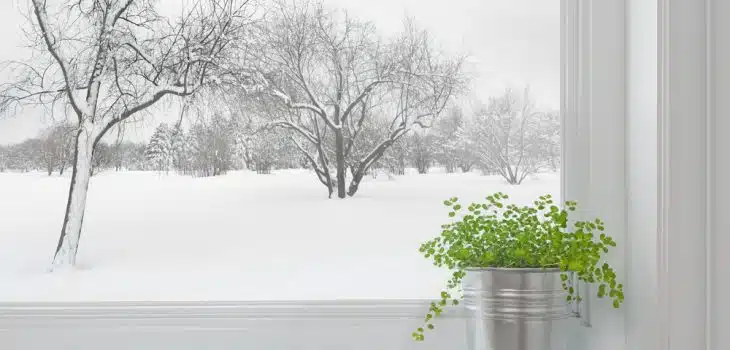 bring plants indoors for winter