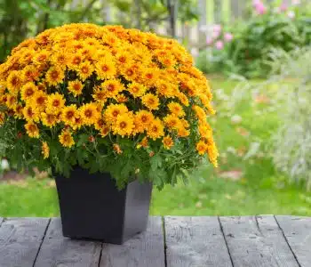 Tips on the Perfect Fall Planter or Centrepiece