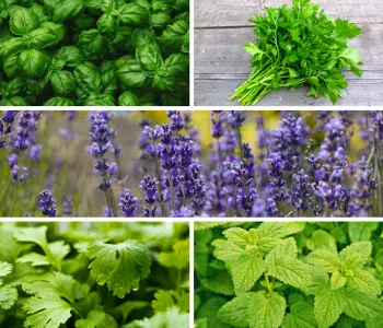 try growing these 5 culinary herbs