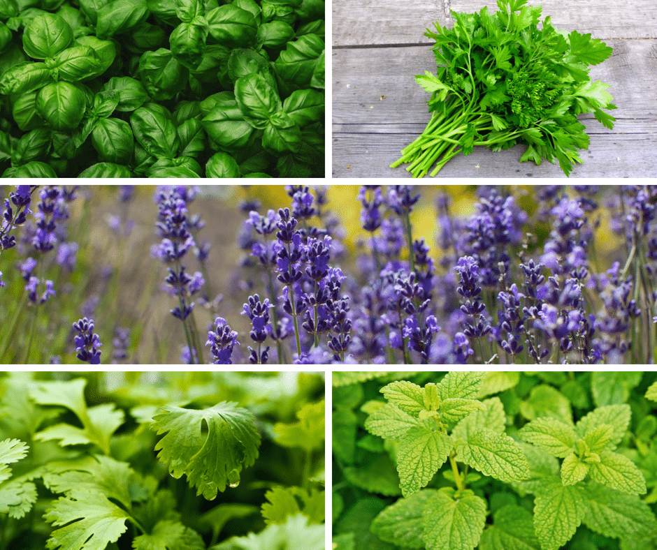 What's Cooking? Try Growing These 5 Culinary Herbs ... on {keyword}